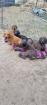 4 Rhodesian Ridgeback x Magyar Vizsla Welpen