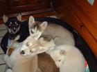 Indira s Dreams Siberian Husky-Babies suchen flotten Schlitten