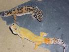 2 Leopardgeckos m w mit Terrarium ExoTerra 90 x 45 x 60 cm / 36 x 18 x 24 Wx