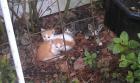 4 kleine Kitten suchen ein neues zuhause