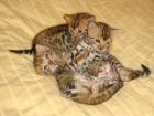 Wunderschöne Bengal Kätzchen suchen neues Zuhause