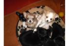 Entzückende Chihuahua Welpen langhaar .
