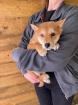 Hikari - Shiba Inu-Mischling - lieb verspielt