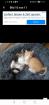 Kitten Kätzchen geb 25. 05.
