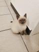 Bkh / Scottish Fold