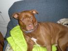 Pitbull sucht dringend.