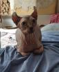 Sphynx Elf Katze Canadian Sphynx lilac lynx tabby mink 7Monate