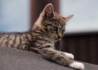 Katzenkinder Lilli Tilli