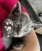 Babykatzen/Katzenbabys/Kitten