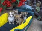 Typvoller Chihuahua Welpe aus Seriöser Zucht sucht Dich