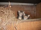 Süße Katzenbabys zu verschenken