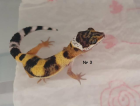 0 9 Leopardgeckos DNz20 u 22 Komplettabnahme bevorzugt