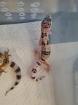 Leopardgeckos NZ 21 0. 1