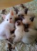 Siam/Thai-Katzen-Babies