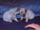 Australian Cattle Dog Welpen
