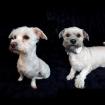 Matheo und Missty - lieb zutraulich