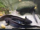 Schwarze XXL Axolotl