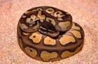 Python regius Nachzuchten Butter Pastel Lesserbee Pastel Lesser Yellowbelly Spid