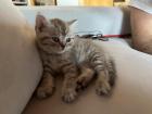 BKH Kitten