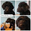 3 Snoodle Doodle Welpen Schnauzer/Pudel stubenrein / 9 Wochen / suchen ihr neu
