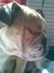 English Bulldog Hündin nicht kastriert 1 5 Jahre