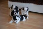 Shih-Tzu Welpen