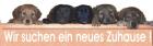 5 traumhafte Mischlingswelpen suchen ein neues Zuhause