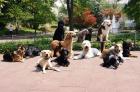 1x1-Hundetraining Rheintal - Liechtenstein