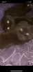 2 Scotish Fold Männchen