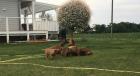 Hübsche Rhodesien Ridgeback Welpen