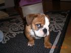Englische Bulldogge