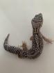 1. 0 Mack Snow Het Diablo Blanco Leopardgecko Männchen Enz 22 15 Gramm abzugeben
