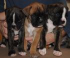 Bildhübsche reinrassige Boxerwelpen suchen Herrchen