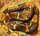 Tausche 1. 1 Boa constrictor imperator von 2022 gegen Königspython