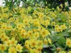 50 St Waldsteinia ternata Golderdbeere Bodendecker Teppich incl. Versand