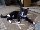 Junge Katzen männlich und weiblich 3 Monate