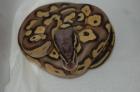 Python regius NZ 2022 Butter Butterpastel Lesser und Pastel