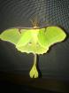 Schmetterling Actias luna