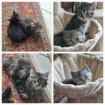 4 Kitten suchen ein neues Zuhause