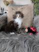 Wunderschöne reinrassige Maine Coon Kitten