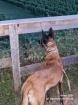 Malinois Hündin 6 Jahre mit Papiere
