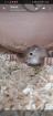 Rennmaus weibchen