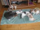 Bildschöne Maine Coon Kitten abzugeben