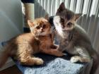 Katzenfreunde aufgepasst Traumhafte BKH/Scottish Fold Longhair Kitten