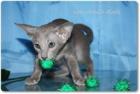 Typvolle und verschmuste OKH-Kitten mit Stammbaum suchen ab sofort ein neues zu