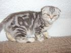 Scottish Fold BKH Katzen