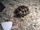 2 griechische landschildkröten nachzuchten 1 jahr alt