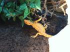 Bartagame Terrarium