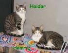 Haidar Hemraj ein eingespieltes Team
