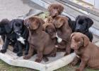 Labradorwelpen